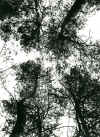 stromy.jpg (299084 bytes)